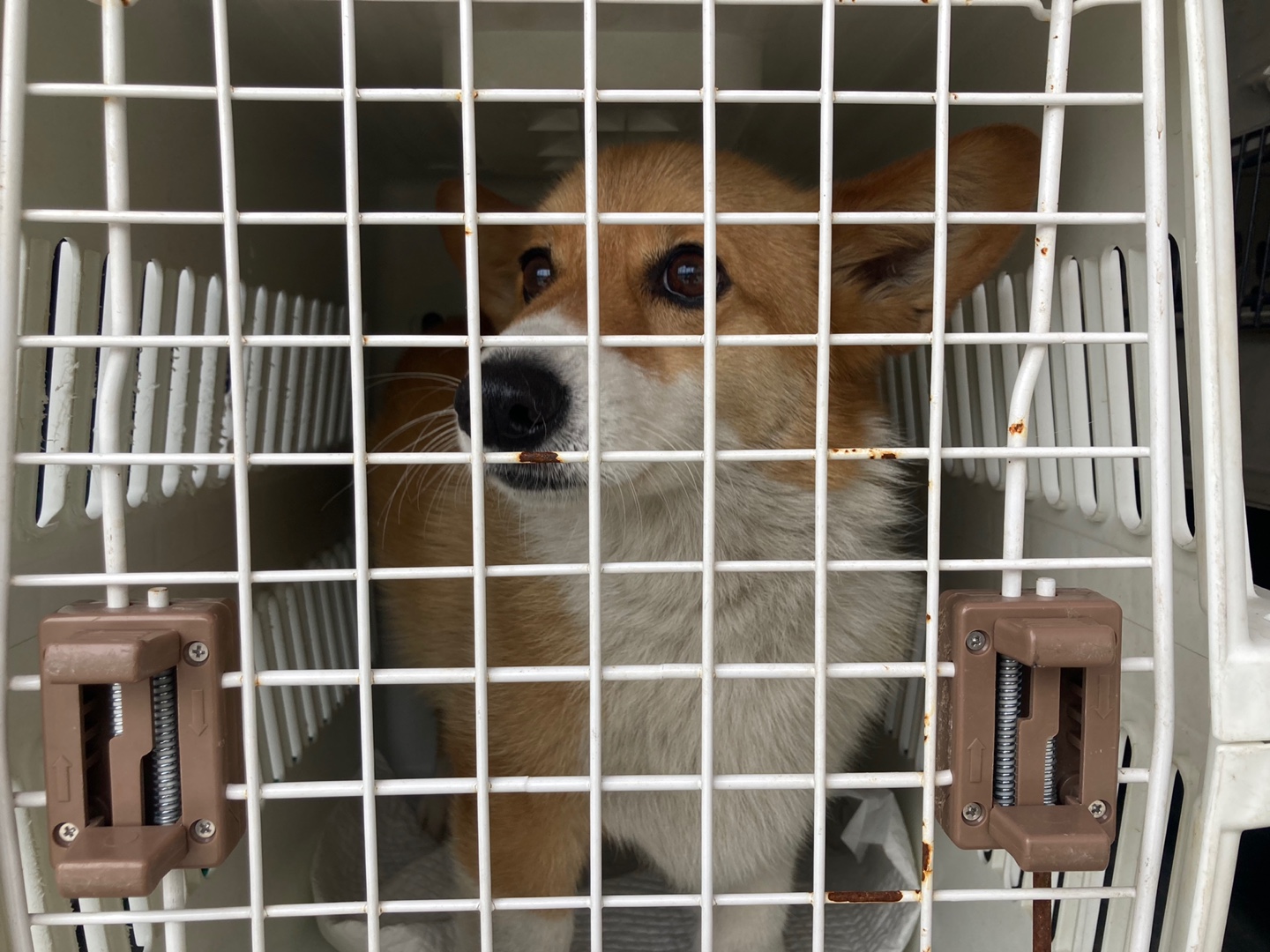 순천시유기동물보호소_446482202300395